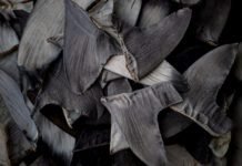 china’s-shark-finning-could-lead-to-us-seafood-sanctions