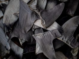 china’s-shark-finning-could-lead-to-us-seafood-sanctions