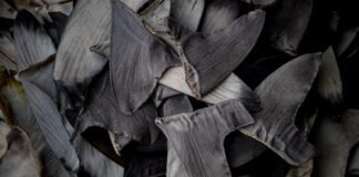 china’s-shark-finning-could-lead-to-us-seafood-sanctions