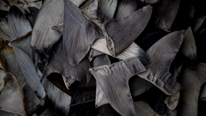 china’s-shark-finning-could-lead-to-us-seafood-sanctions china’s-shark-finning-could-lead-to-us-seafood-sanctions