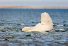 whatever-the-mirror-test-tells-us,-beluga-whales-pass-it