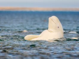 whatever-the-mirror-test-tells-us,-beluga-whales-pass-it