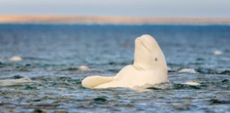 whatever-the-mirror-test-tells-us,-beluga-whales-pass-it