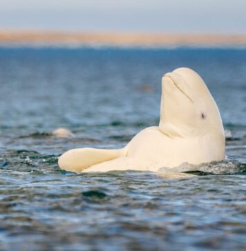 whatever-the-mirror-test-tells-us,-beluga-whales-pass-it