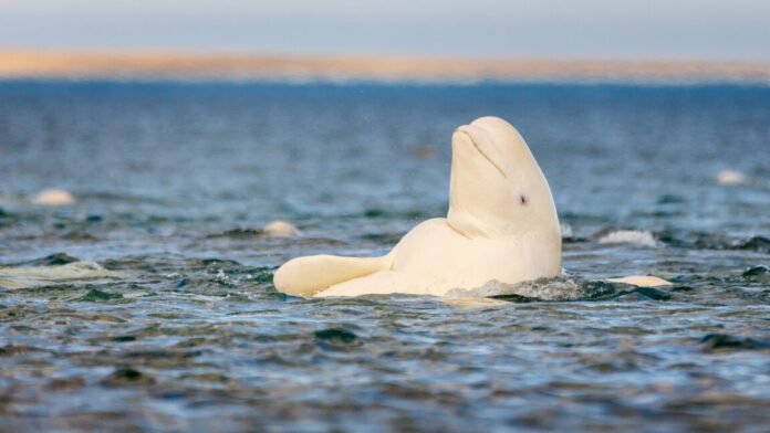 whatever-the-mirror-test-tells-us,-beluga-whales-pass-it