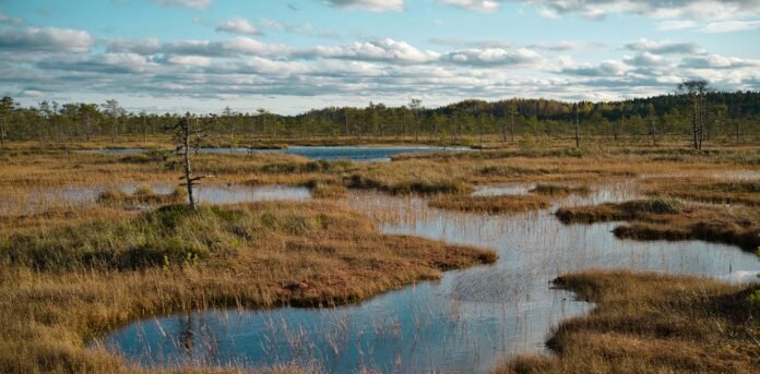 the-bogs-of-war:-landscapes-play-a-huge-part-in-conflict-–-and-restoring-them-can-strengthen-security