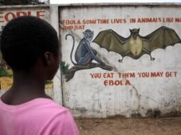 WHO says 906 suspected cases and 223 suspected deaths from Bundibugyo strain of Ebola who-says-906-suspected-cases-and-223-suspected-deaths-from-bundibugyo-strain-of-ebola