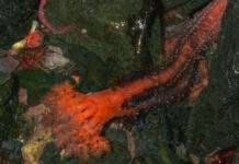 Severed sea cucumber appendages don’t seem to die severed-sea-cucumber-appendages-don’t-seem-to-die