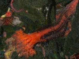 Severed sea cucumber appendages don’t seem to die severed-sea-cucumber-appendages-don’t-seem-to-die