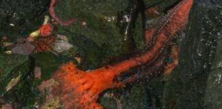 Severed sea cucumber appendages don’t seem to die severed-sea-cucumber-appendages-don’t-seem-to-die
