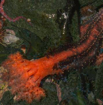 Severed sea cucumber appendages don’t seem to die severed-sea-cucumber-appendages-don’t-seem-to-die