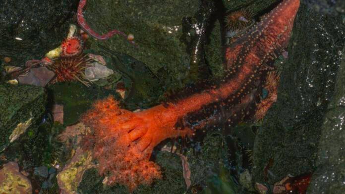 severed-sea-cucumber-appendages-don’t-seem-to-die