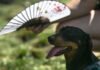 they-call-it-stupid-hot-for-a-reason:-heat-muddles-animal-brains