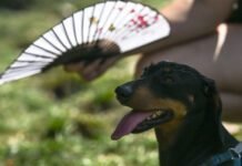 They call it stupid hot for a reason: Heat muddles animal brains they-call-it-stupid-hot-for-a-reason:-heat-muddles-animal-brains