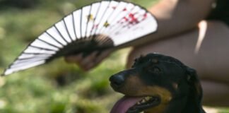 they-call-it-stupid-hot-for-a-reason:-heat-muddles-animal-brains
