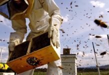 The fight to protect pollinators and people from the ‘pesticides that are everywhere’ the-fight-to-protect-pollinators-and-people-from-the-‘pesticides-that-are-everywhere’