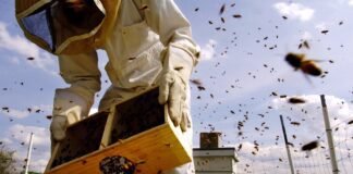 the-fight-to-protect-pollinators-and-people-from-the-‘pesticides-that-are-everywhere’