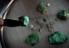 why-cats-prefer-silver-vine-to-catnip-and-other-may-highlights