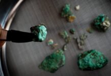 Why cats prefer silver vine to catnip and other May highlights why-cats-prefer-silver-vine-to-catnip-and-other-may-highlights