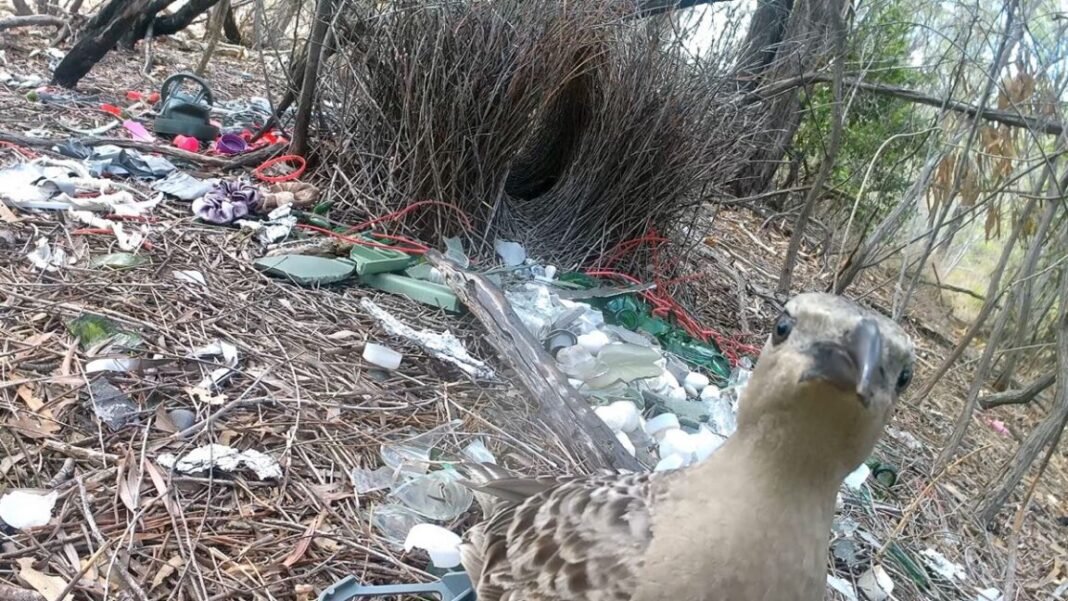 male-bowerbirds-hope-to-dazzle-females-with-bright-human-made-items