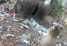 male-bowerbirds-hope-to-dazzle-females-with-bright-human-made-items