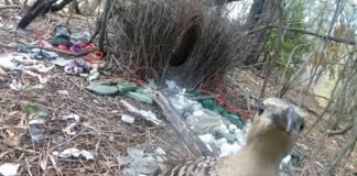 male-bowerbirds-hope-to-dazzle-females-with-bright-human-made-items