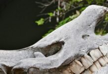 if-i-had-a-hammer…-it-might-actually-be-a-rhino-tooth