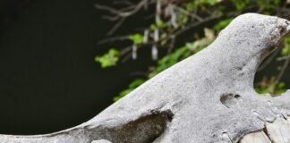 if-i-had-a-hammer…-it-might-actually-be-a-rhino-tooth