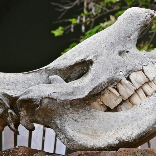 if-i-had-a-hammer…-it-might-actually-be-a-rhino-tooth