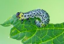 beans-use-an-immune-receptor-to-call-in-airstrikes-on-caterpillars