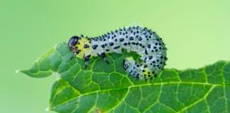 beans-use-an-immune-receptor-to-call-in-airstrikes-on-caterpillars