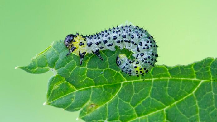 beans-use-an-immune-receptor-to-call-in-airstrikes-on-caterpillars