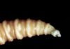 possible-flesh-eating-screwworm-infection-detected-in-south-texas,-usda-says