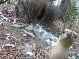 male-bowerbirds-prefer-to-dazzle-females-with-bright-human-made-items