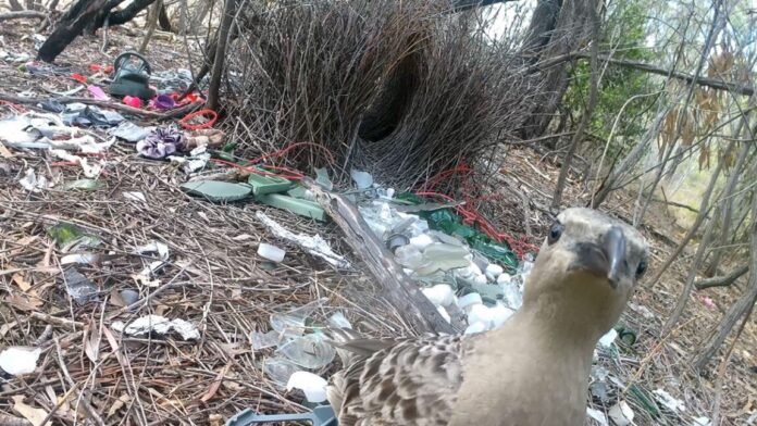 male-bowerbirds-prefer-to-dazzle-females-with-bright-human-made-items