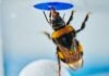 bumblebees-can-spontaneously-solve-problems,-study-finds