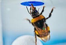 bumblebees-can-spontaneously-solve-problems,-study-finds