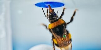 bumblebees-can-spontaneously-solve-problems,-study-finds