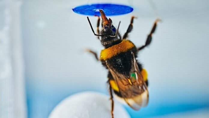 bumblebees-can-spontaneously-solve-problems,-study-finds