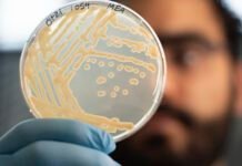 Some ancient microbes frozen with Ötzi the Iceman are still growing some-ancient-microbes-frozen-with-otzi-the-iceman-are-still-growing