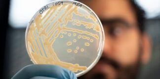 some-ancient-microbes-frozen-with-otzi-the-iceman-are-still-growing
