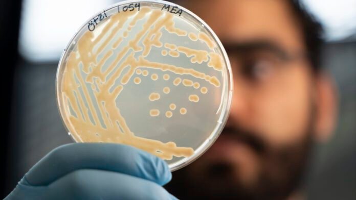 some-ancient-microbes-frozen-with-otzi-the-iceman-are-still-growing