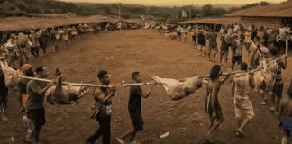 ‘pig-feast’:-the-film-jakarta-doesn’t-want-you-to-see