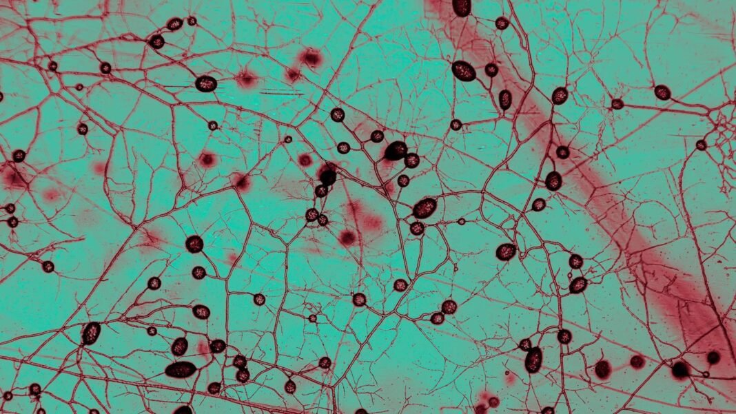 this-unfathomably-huge-fungal-network-keeps-earth-cool-and-green this-unfathomably-huge-fungal-network-keeps-earth-cool-and-green