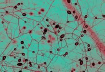 This unfathomably huge fungal network keeps Earth cool and green this-unfathomably-huge-fungal-network-keeps-earth-cool-and-green