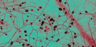 this-unfathomably-huge-fungal-network-keeps-earth-cool-and-green