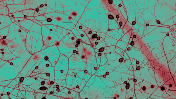 this-unfathomably-huge-fungal-network-keeps-earth-cool-and-green this-unfathomably-huge-fungal-network-keeps-earth-cool-and-green