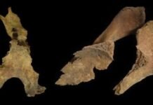Did Iron Age Britons remove brains of the dead? did-iron-age-britons-remove-brains-of-the-dead?