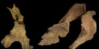 did-iron-age-britons-remove-brains-of-the-dead?