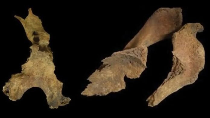 did-iron-age-britons-remove-brains-of-the-dead?